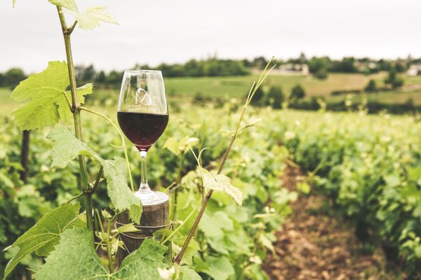 AOC Corbières : l'alliance parfaite entre tradition et innovation